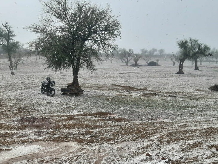 राजस्थान के शेखावाटी में नींबू के आ