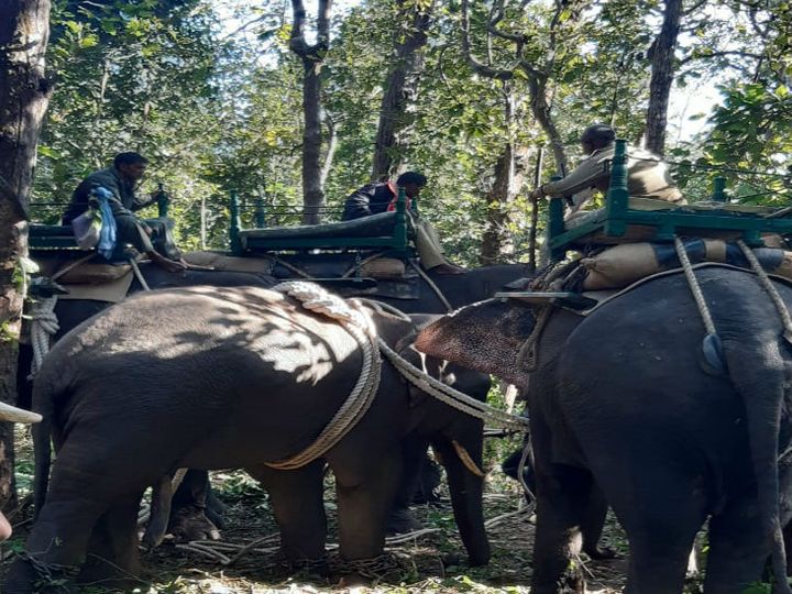 किसली जंगल में हाथी को पालतू बनाने 