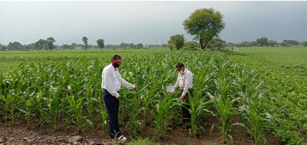 मक्का एवं सोयाबीन फसल का अवलोकन कर 