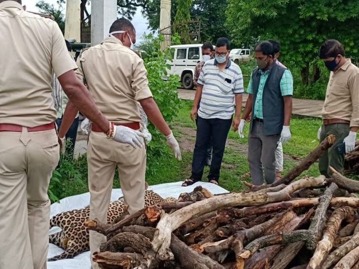 शिकार कर भाग रहा तेंदुआ गाय समेत बि