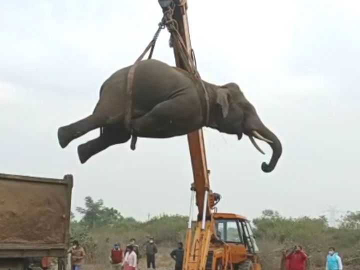 हाथी की सूंड बिजली के ताराें में फं